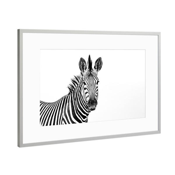 Poster mit Rahmen Silber "Zebra Portrait sw" artboxONE - Tiere,Schwarzweiß