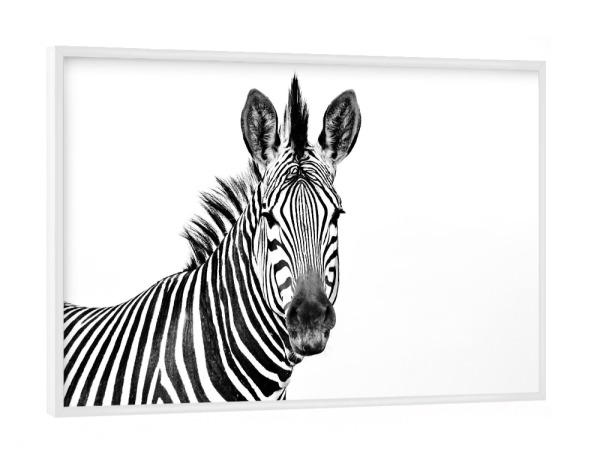 Poster mit weißem Rahmen "Zebra Portrait sw" artboxONE - Tiere,Schwarzweiß