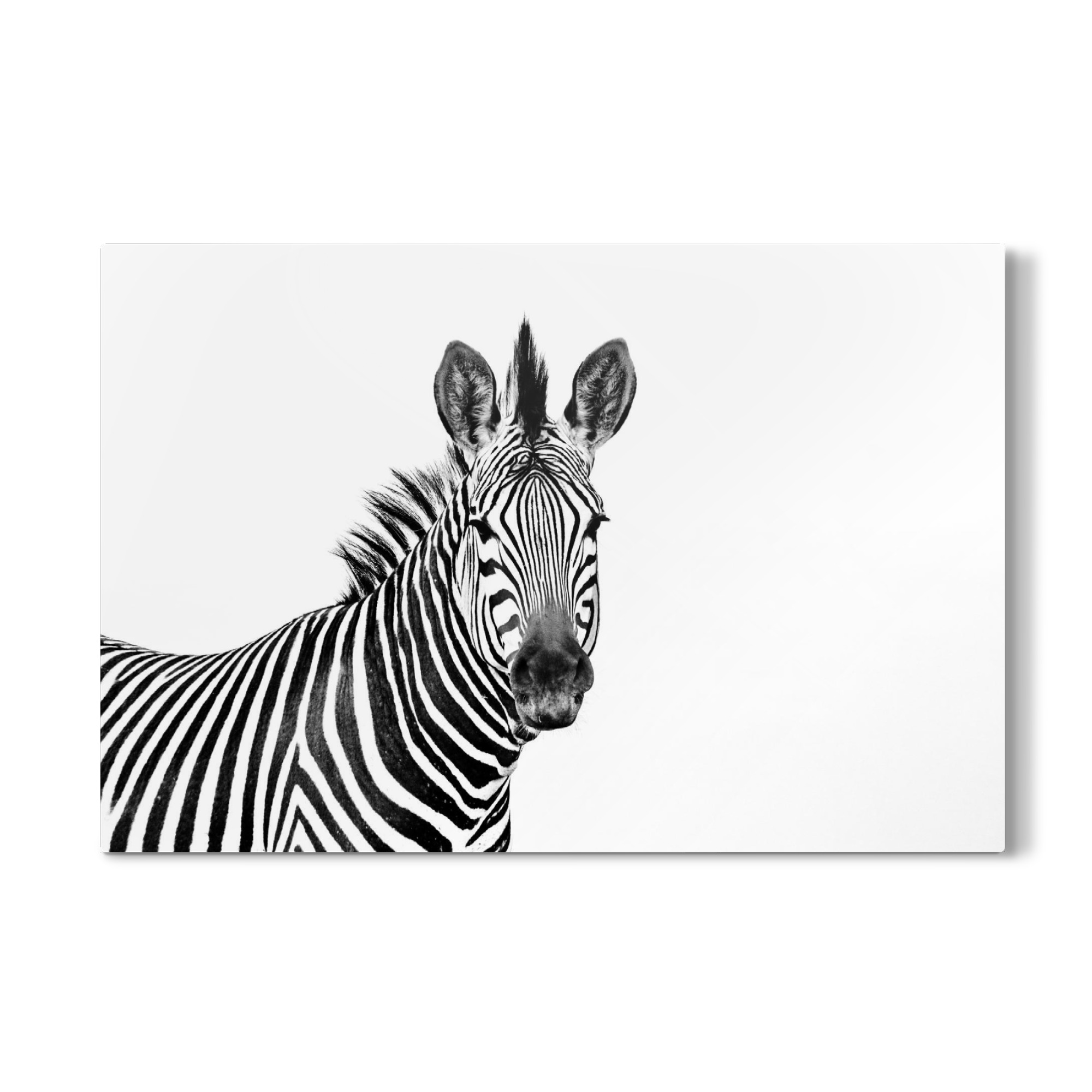 Galerie-Print "Zebra Portrait sw" 75x50 cm artboxONE