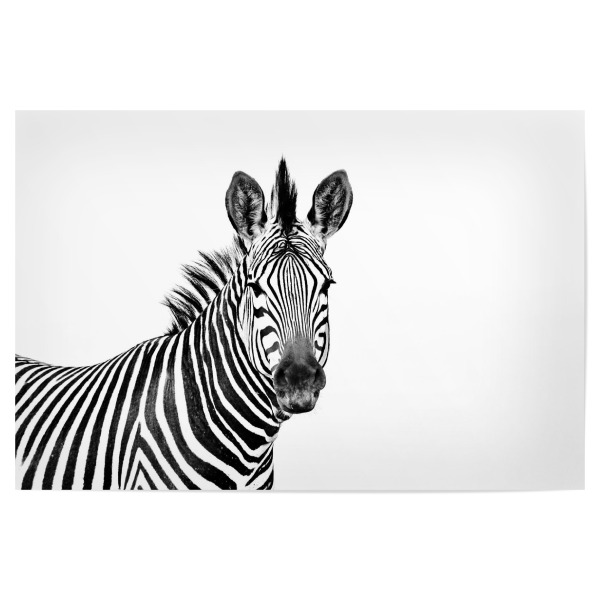 Poster 30x20 cm "Zebra Portrait sw" artboxONE - Tiere,Schwarzweiß