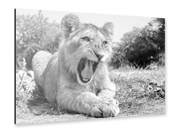 Alu-Dibond "Junger Löwe 1229" 30x20 cm artboxONE
