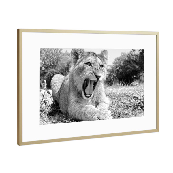 Poster mit Rahmen Gold "Junger Löwe 1229" artboxONE - Tiere,Schwarzweiß