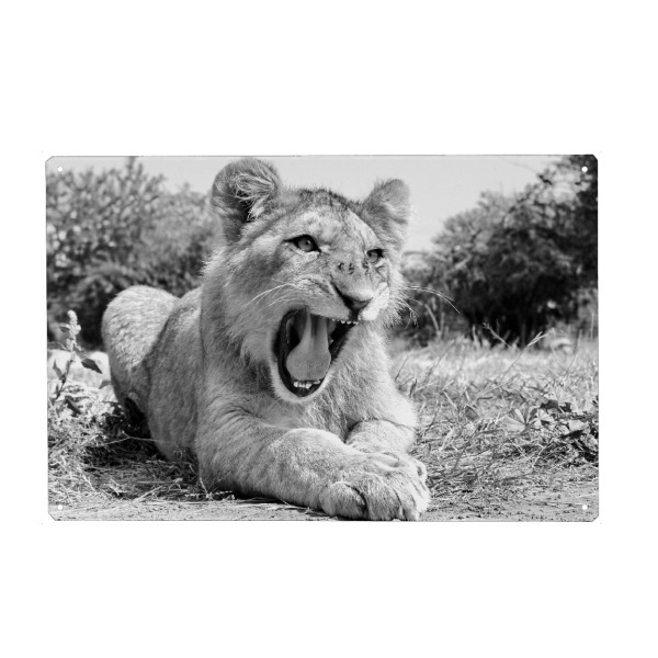 Holzbild "Junger Löwe 1229" artboxONE - Tiere,Schwarzweiß