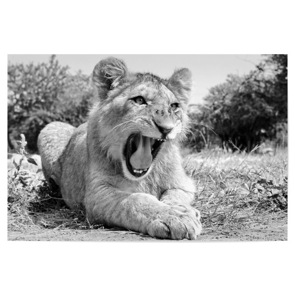 Poster "Junger Löwe 1229" artboxONE - Tiere,Schwarzweiß