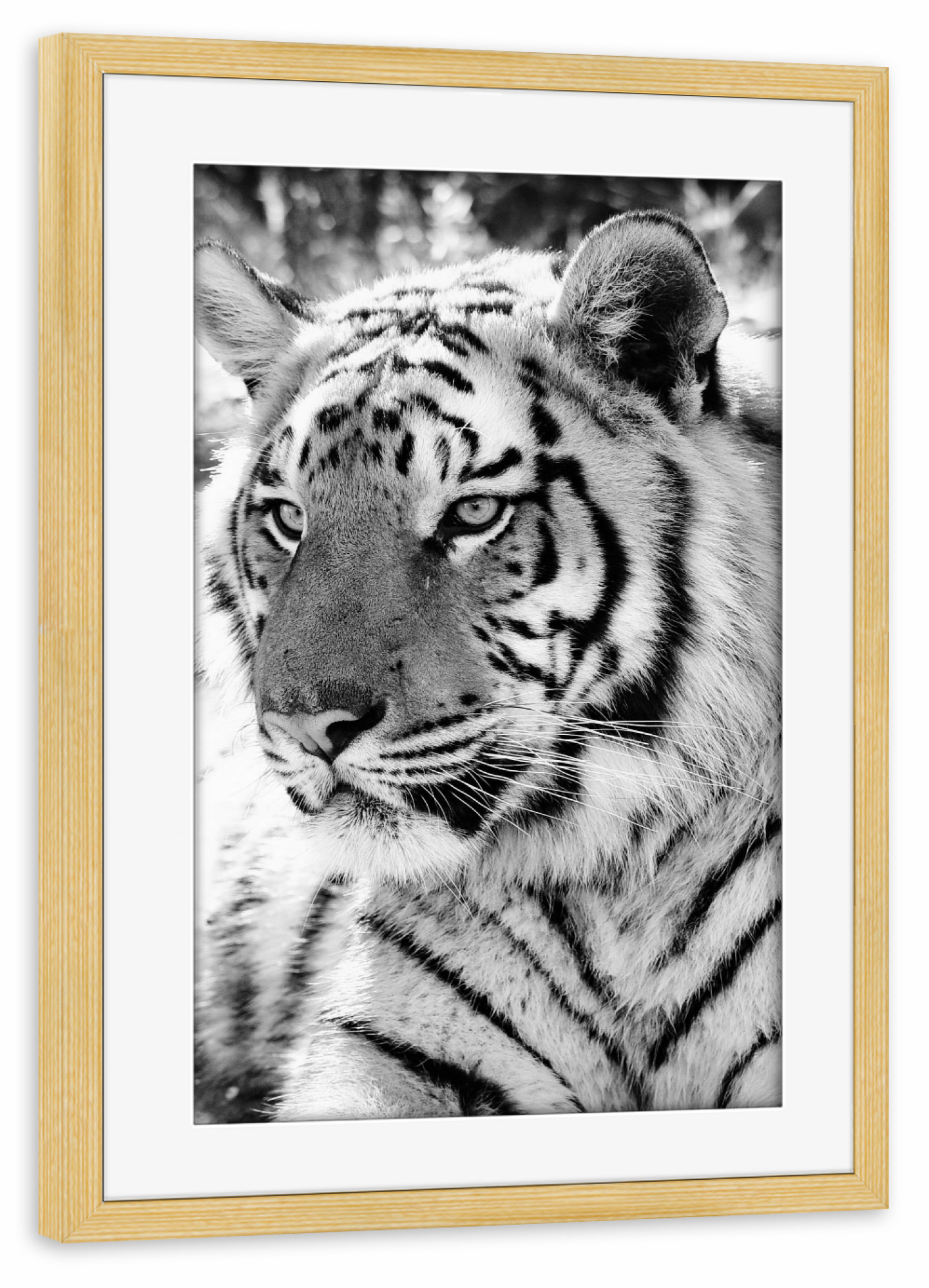 Poster mit Rahmen kiefer "Tiger Portrait 2651" artboxONE - Natur,Tiere,Schwarzweiß,Reise / Afrika