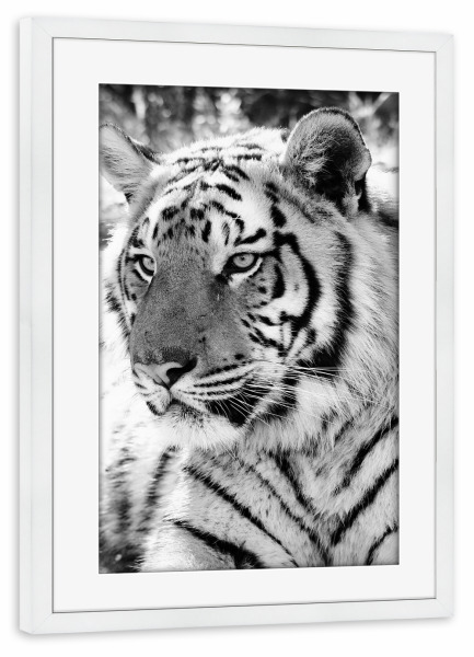 Poster mit Rahmen weiß "Tiger Portrait 2651" artboxONE - Natur,Tiere,Schwarzweiß,Reise / Afrika