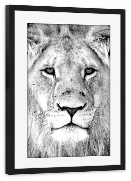 Poster mit Rahmen schwarz "Löwen Portrait 3789" artboxONE - Natur,Tiere,Schwarzweiß,Reise / Afrika