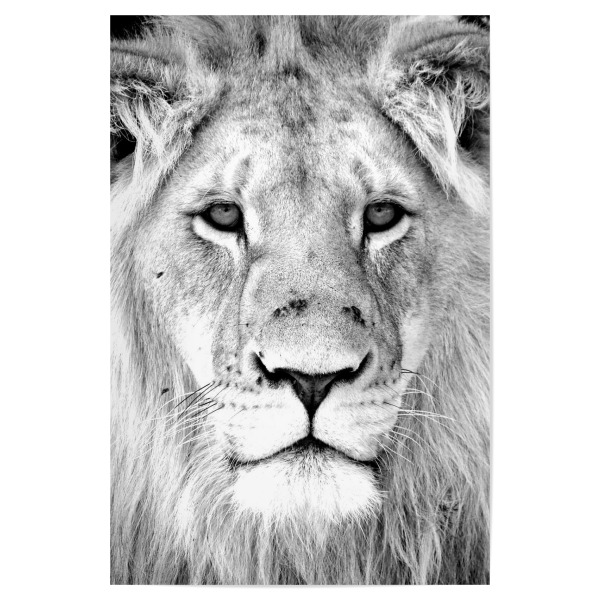 Poster "Löwen Portrait 3789" artboxONE - Natur,Tiere,Schwarzweiß,Reise / Afrika