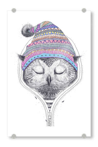 Acrylglasbild "Owl in a hood" artboxONE - Natur,Tiere