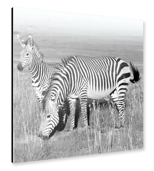 Alu-Dibond "Zebra Fohlen" 30x30 cm artboxONE