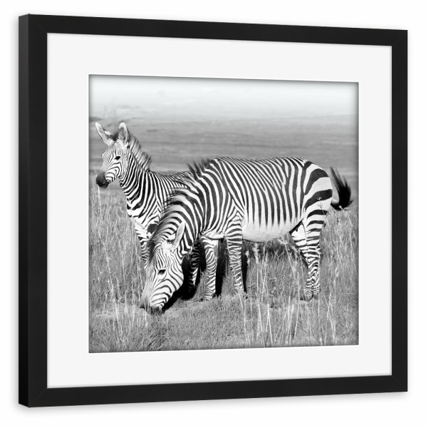 Poster mit Rahmen schwarz "Zebra Fohlen" artboxONE - Tiere,Schwarzweiß