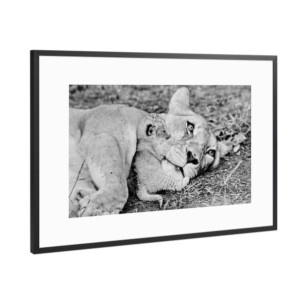 Poster mit Rahmen Schwarz (Metallic) "Löwen Mutter" artboxONE - Tiere,Schwarzweiß