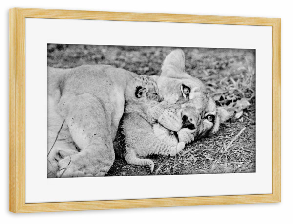 Poster mit Rahmen kiefer "Löwen Mutter" artboxONE - Tiere,Schwarzweiß