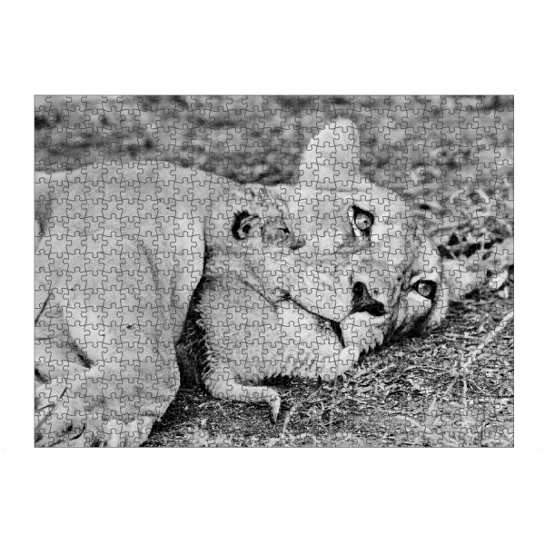artboxONE Puzzle "Löwen Mutter" artboxONE - Tiere,Schwarzweiß