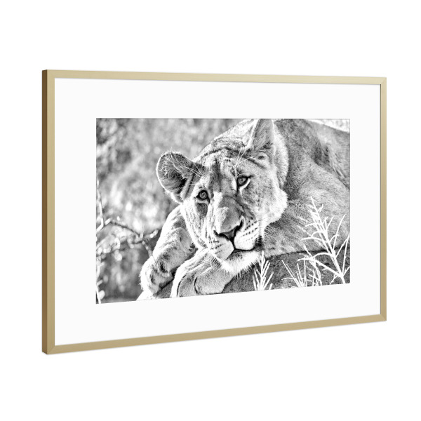 Poster mit Rahmen Gold "Löwen Weibchen Portrait" artboxONE - Tiere,Schwarzweiß