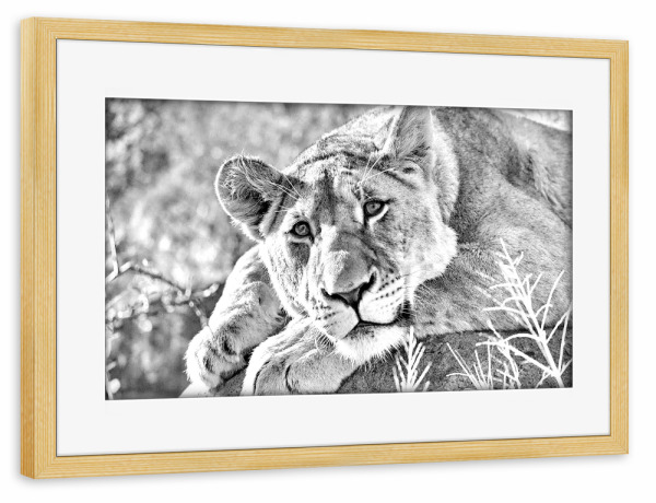 Poster mit Rahmen kiefer "Löwen Weibchen Portrait" artboxONE - Tiere,Schwarzweiß