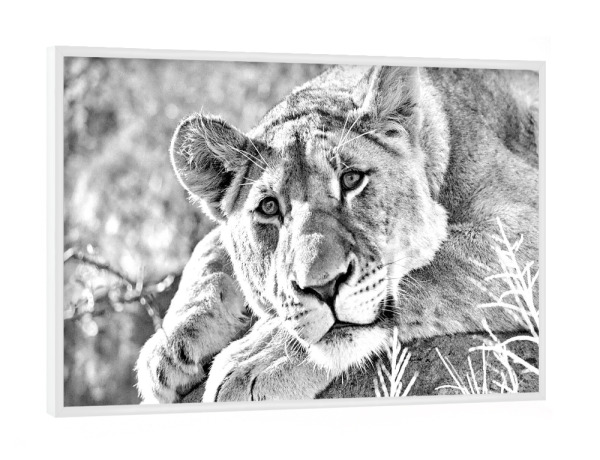 Poster mit weißem Rahmen "Löwen Weibchen Portrait" artboxONE - Tiere,Schwarzweiß