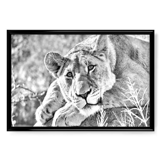 Löwen Weibchen Portrait Löwen Weibchen Portrait