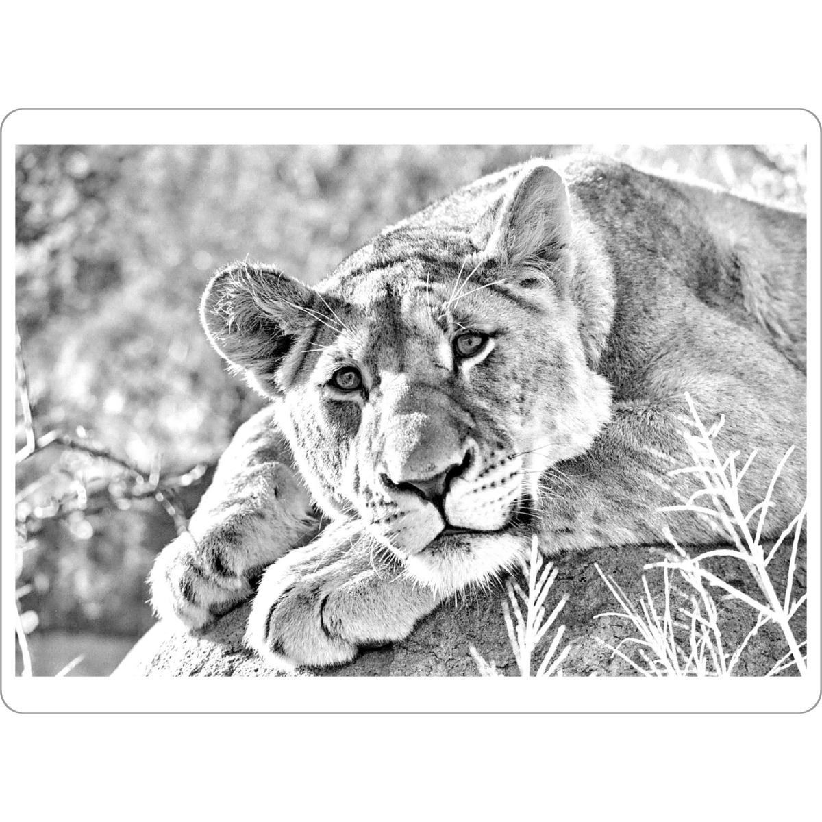 Tischset "Löwen Weibchen Portrait" artboxONE - Tiere,Schwarzweiß