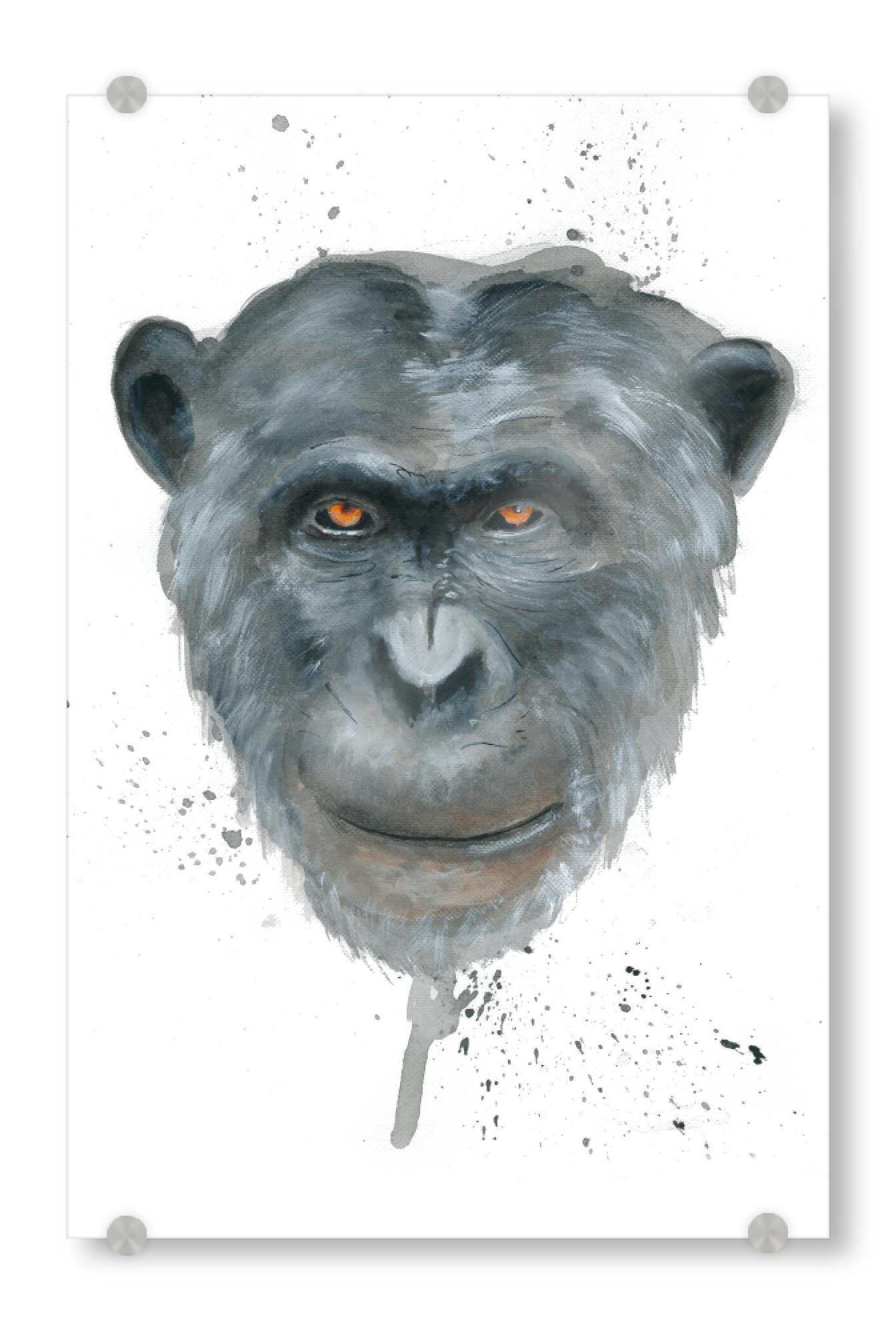 Acrylglasbild "My other brothers mind" artboxONE - Tiere - Affe,Gesicht,Affe,Schimpanse,Verwandter,Tier,Zoo,Zuneigung,Gorilla