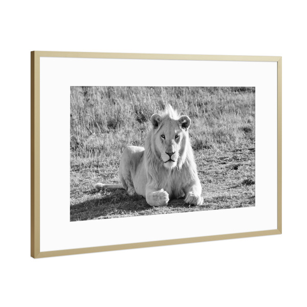 Poster mit Rahmen Gold "Junges Löwen Männchen sw 931" artboxONE - Tiere,Schwarzweiß