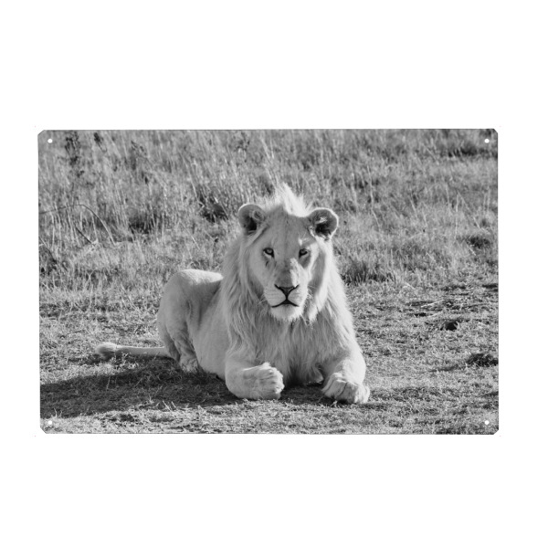 Holzbild "Junges Löwen Männchen sw 931" artboxONE - Tiere,Schwarzweiß