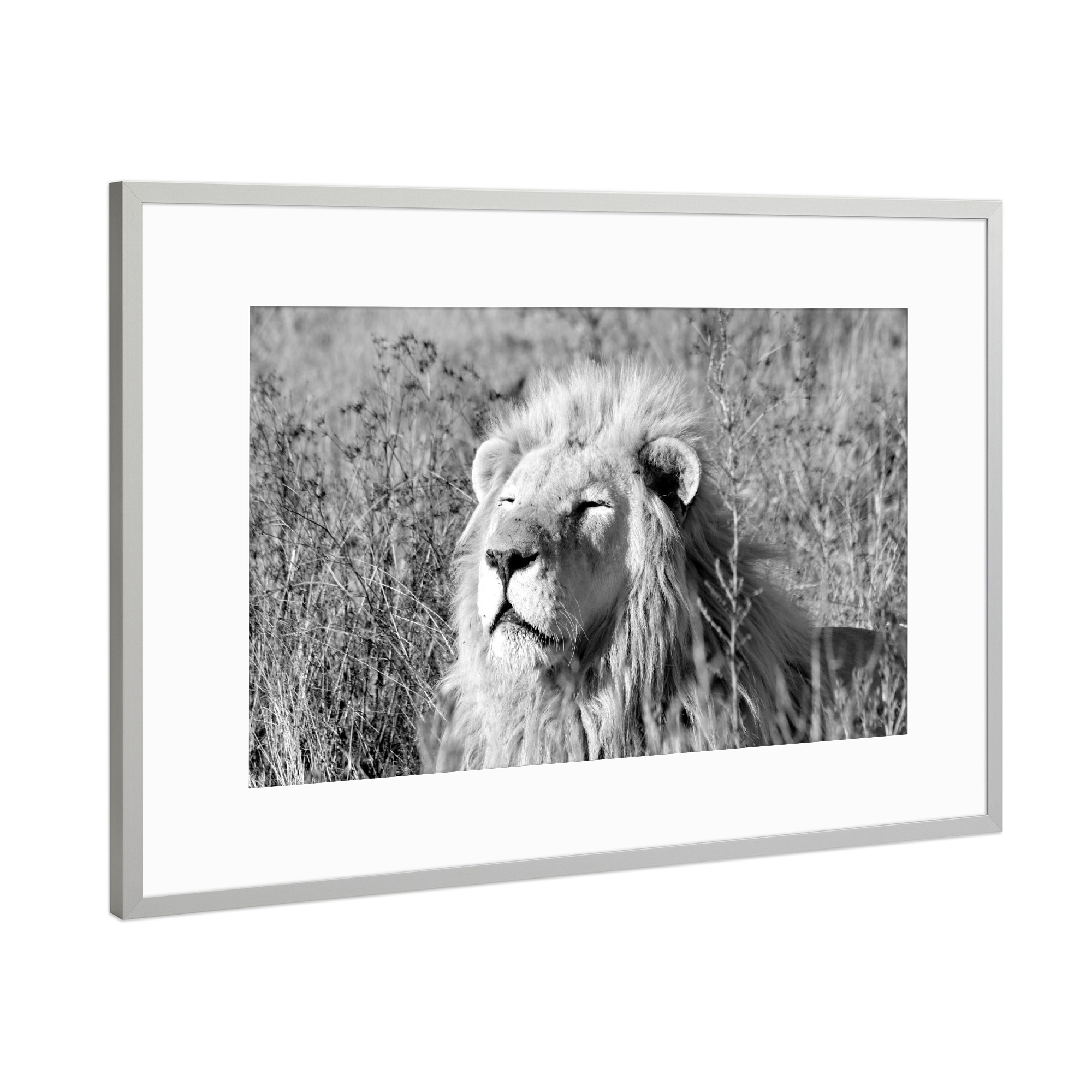 Poster mit Rahmen Silber "Löwe Hypnose sw 763" artboxONE - Tiere,Schwarzweiß