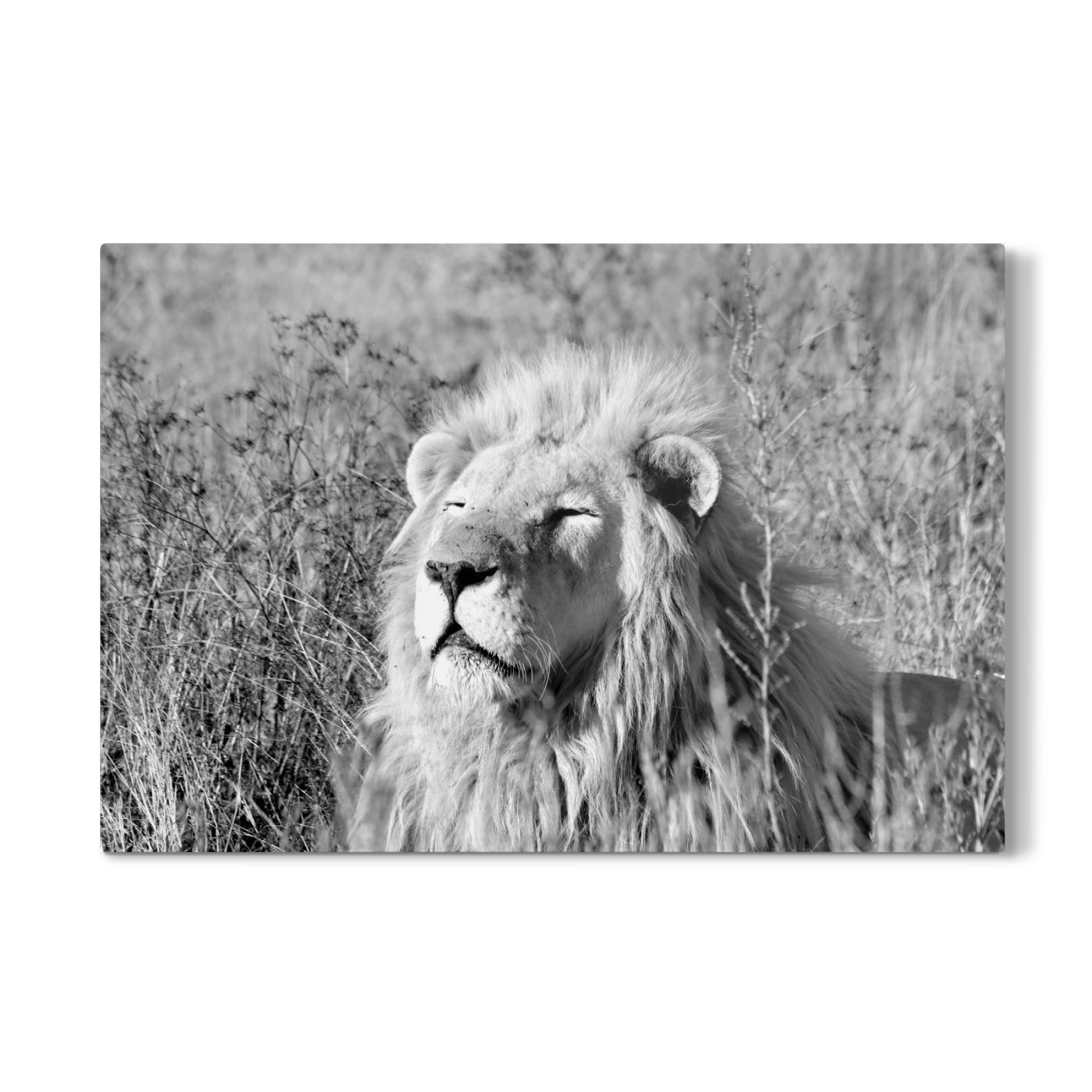Galerie-Print "Löwe Hypnose sw 763" 30x20 cm artboxONE