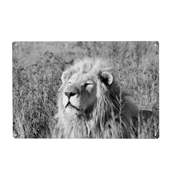Metall Poster "Löwe Hypnose sw 763" artboxONE - Tiere,Schwarzweiß