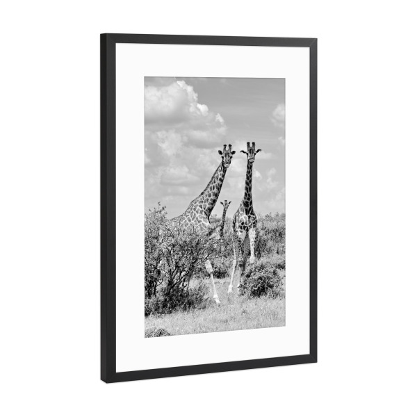 Poster mit Rahmen Schwarz (Metallic) "Giraffen sw 1446" artboxONE - Tiere,Schwarzweiß