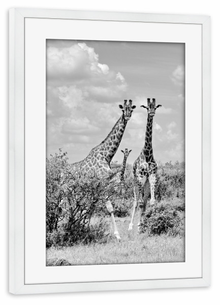 Poster mit Rahmen weiß "Giraffen sw 1446" artboxONE - Tiere,Schwarzweiß