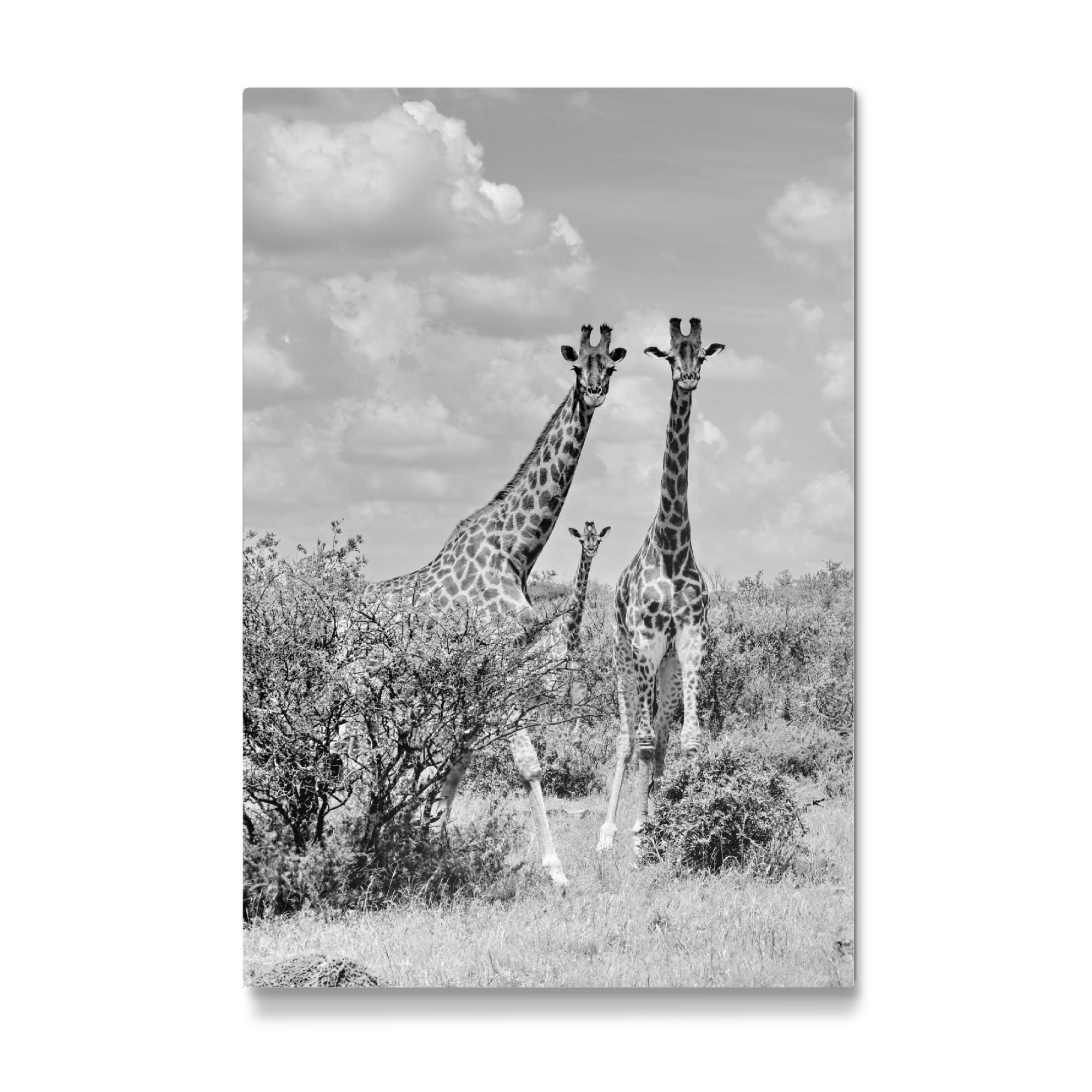 Galerie-Print "Giraffen sw 1446" 30x20 cm artboxONE