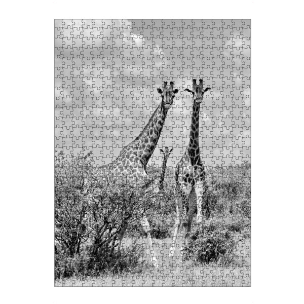 artboxONE Puzzle "Giraffen sw 1446" artboxONE - Tiere,Schwarzweiß