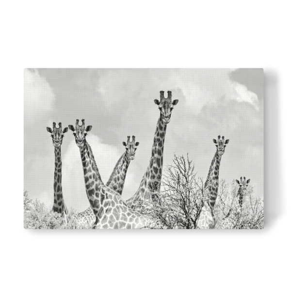 Leinwandbild "Giraffen Treffen sw 1360" artboxONE - Tiere,Schwarzweiß