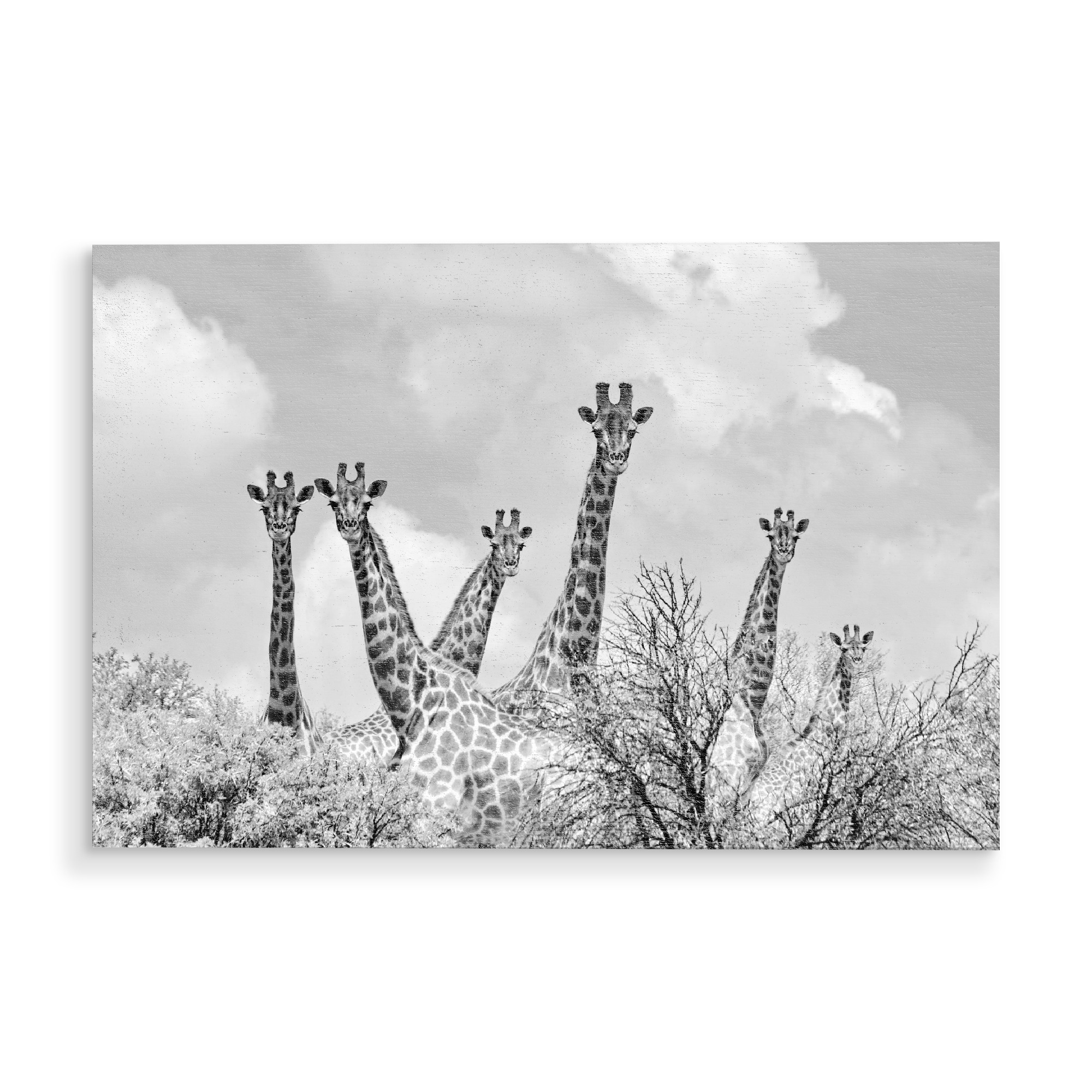 Holzbild "Giraffen Treffen sw 1360" artboxONE - Tiere,Schwarzweiß