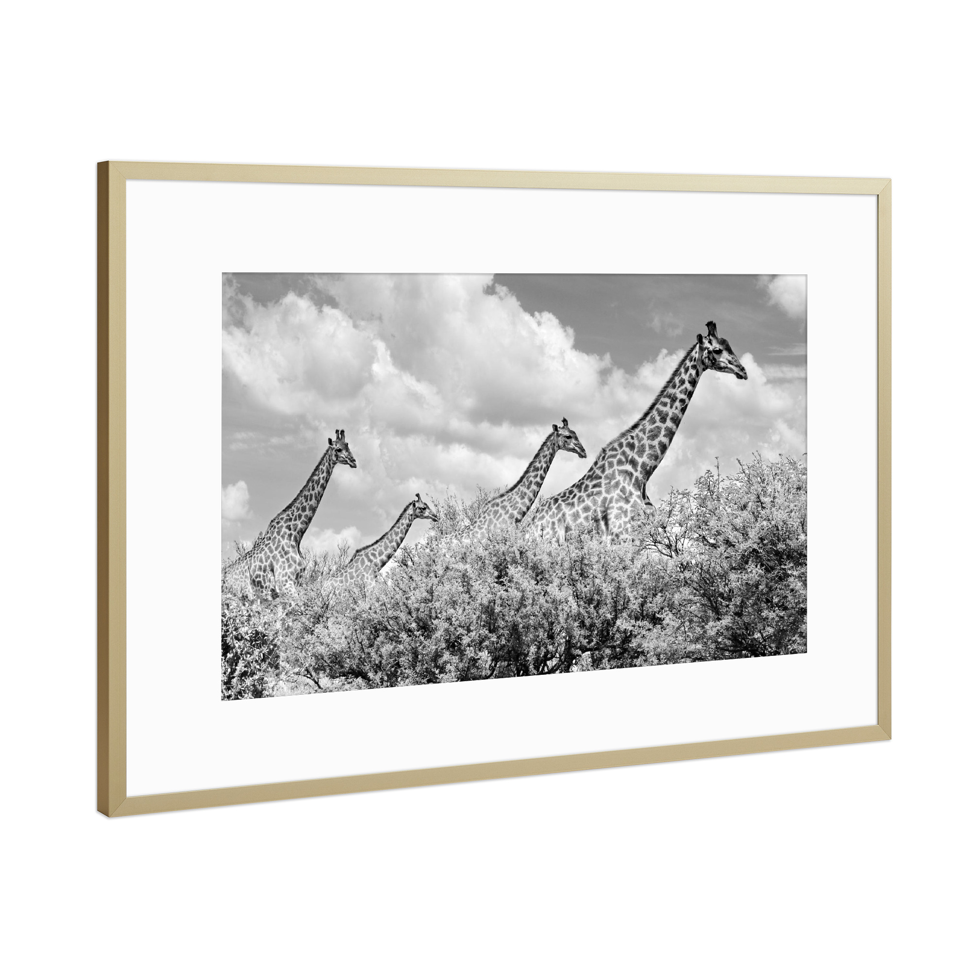 Poster mit Rahmen Gold "Giraffen Familie sw 1455" artboxONE - Tiere,Schwarzweiß