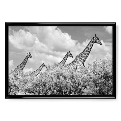 Giraffen Familie sw 1455