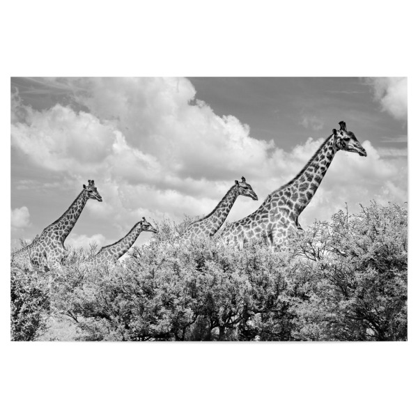 Poster 30x20 cm "Giraffen Familie sw 1455" artboxONE - Tiere,Schwarzweiß