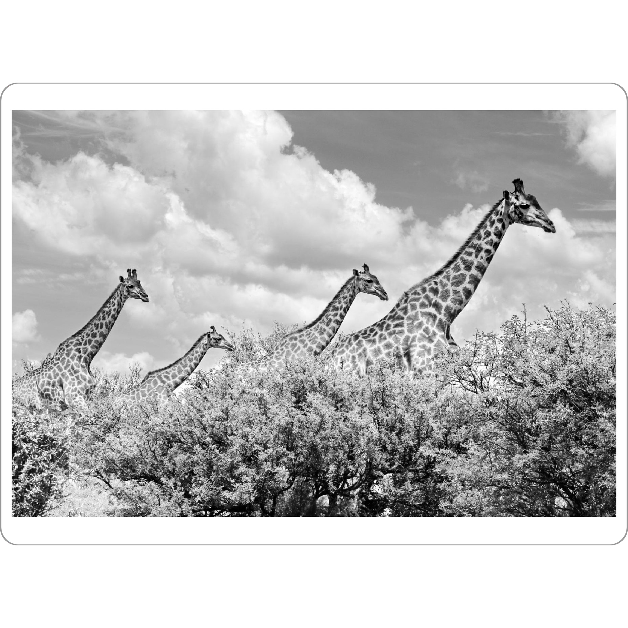 Tischset "Giraffen Familie sw 1455" artboxONE - Tiere,Schwarzweiß