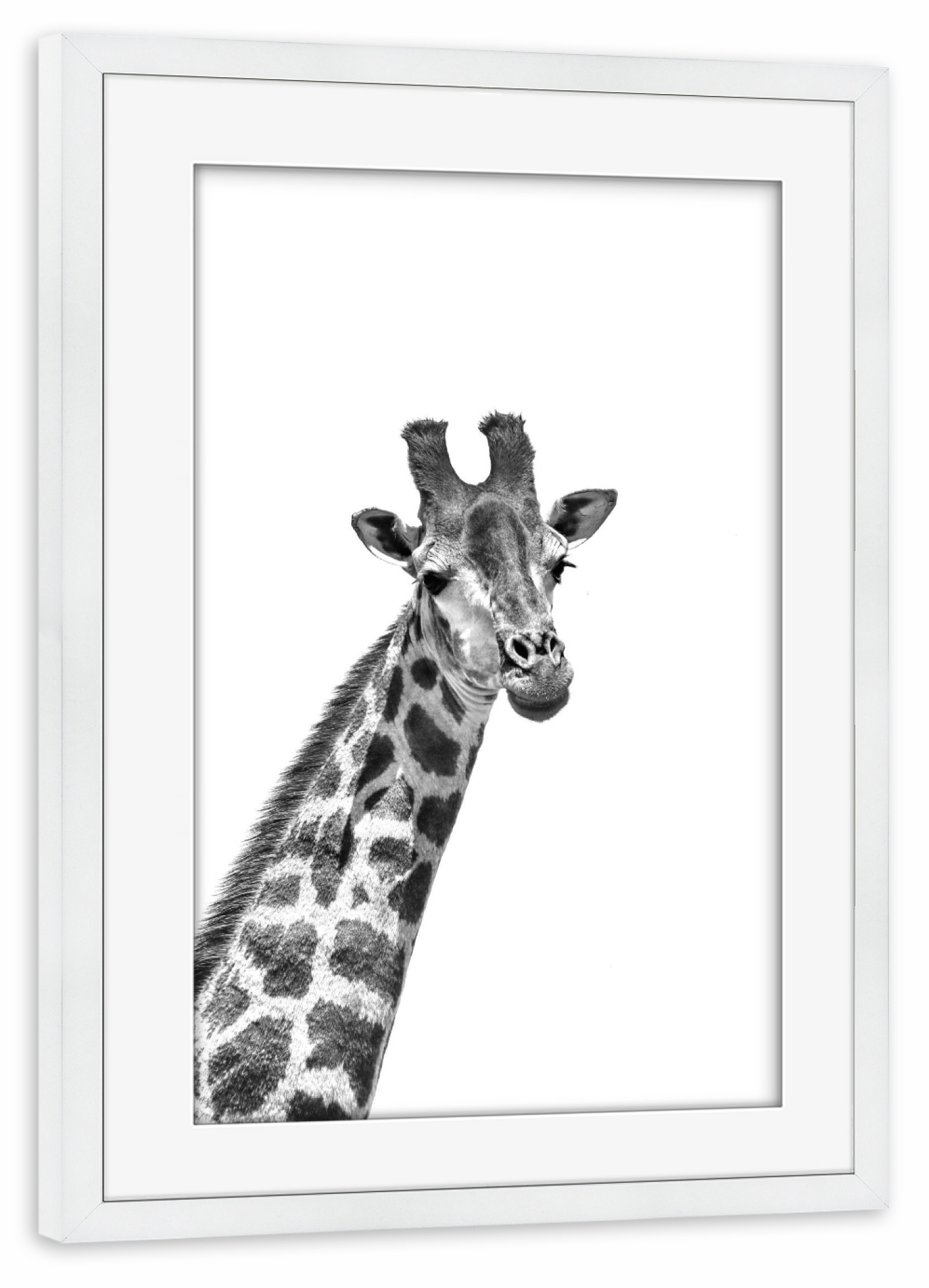 Poster mit Rahmen weiß "Giraffe sw 1460" artboxONE - Tiere,Schwarzweiß