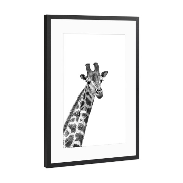 Poster mit Rahmen Schwarz (Metallic) "Giraffe sw 1460" artboxONE - Tiere,Schwarzweiß