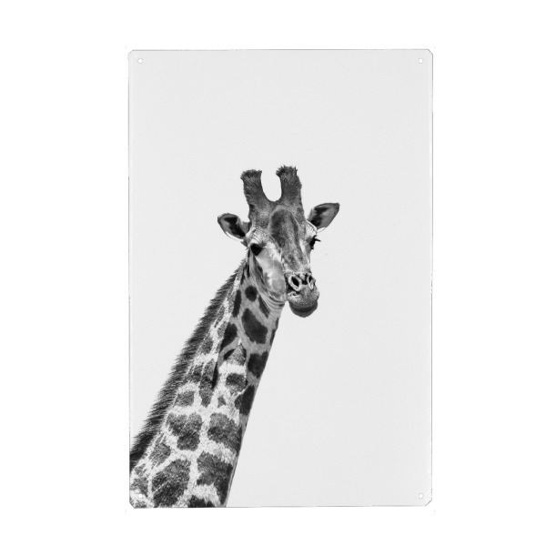 Metall Poster "Giraffe sw 1460" artboxONE - Tiere,Schwarzweiß