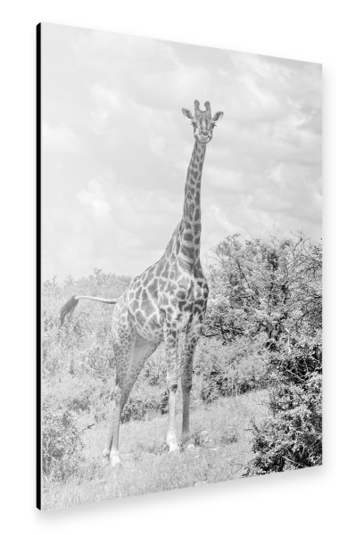 Alu-Dibond "Giraffe Portrait sw 1467" 30x20 cm artboxONE