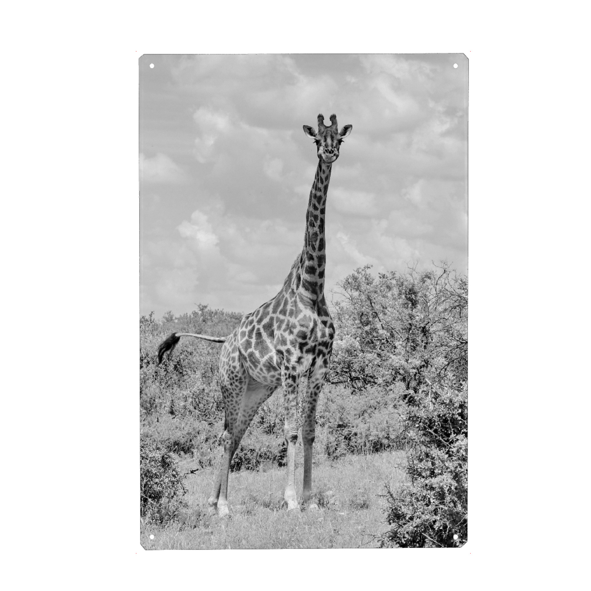 Metall Poster "Giraffe Portrait sw 1467" artboxONE - Natur,Tiere,Schwarzweiß,Reise / Afrika