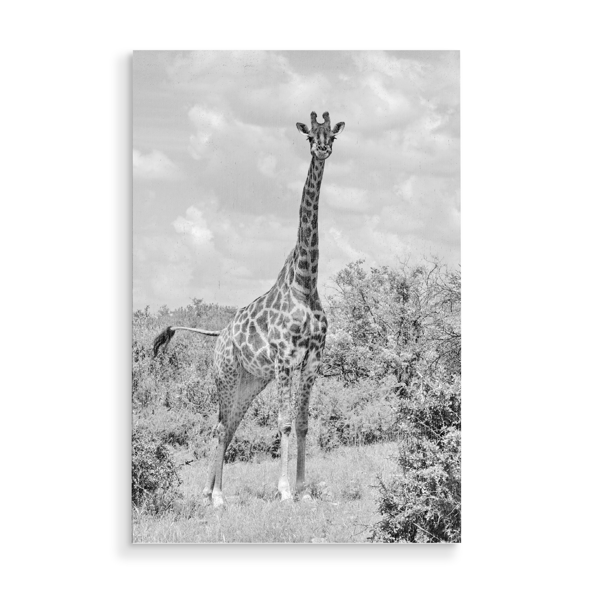 Holzbild "Giraffe Portrait sw 1467" artboxONE - Natur,Tiere,Schwarzweiß,Reise / Afrika