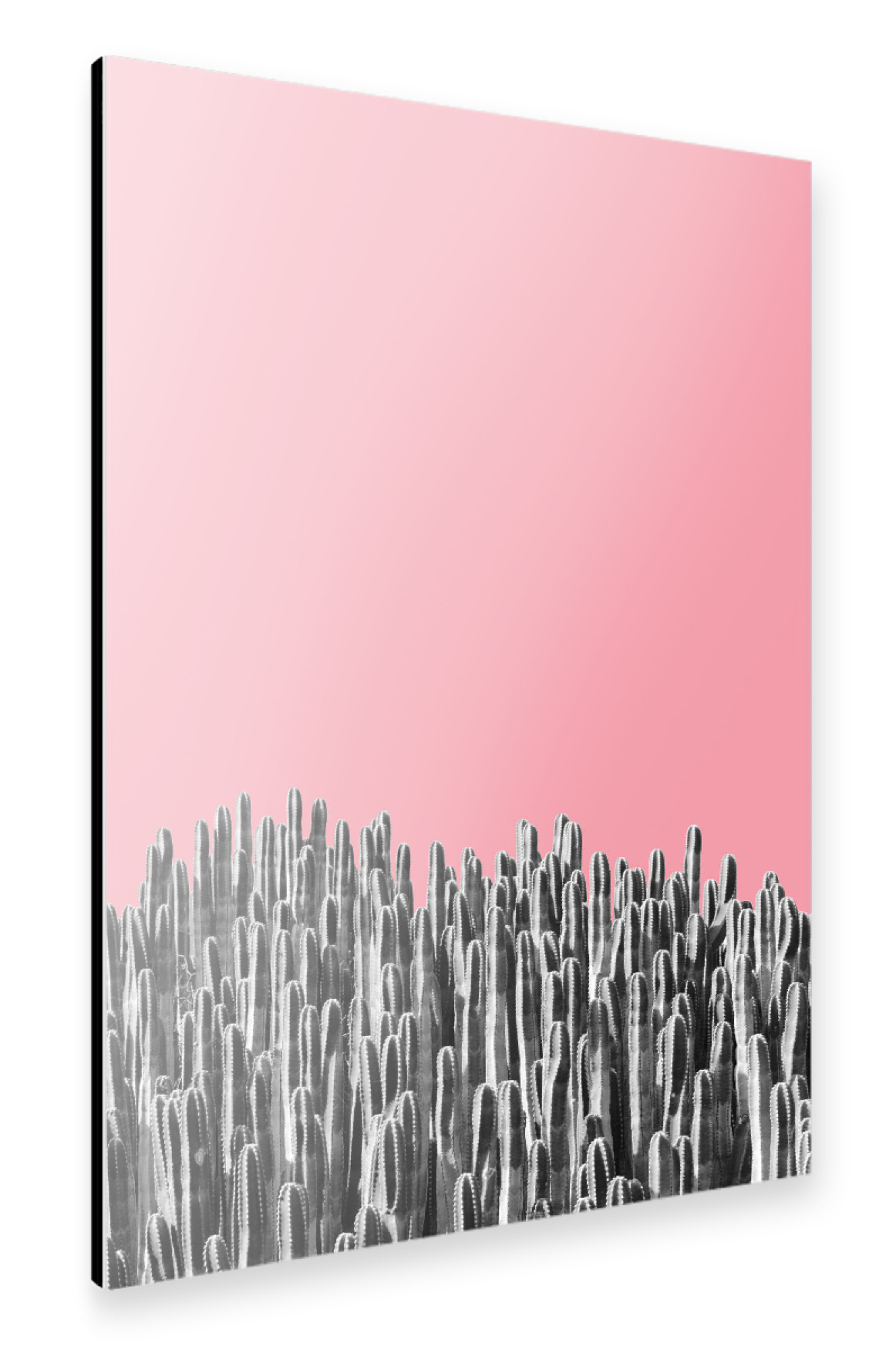 Alu-Dibond "Cacti 02" 30x20 cm artboxONE