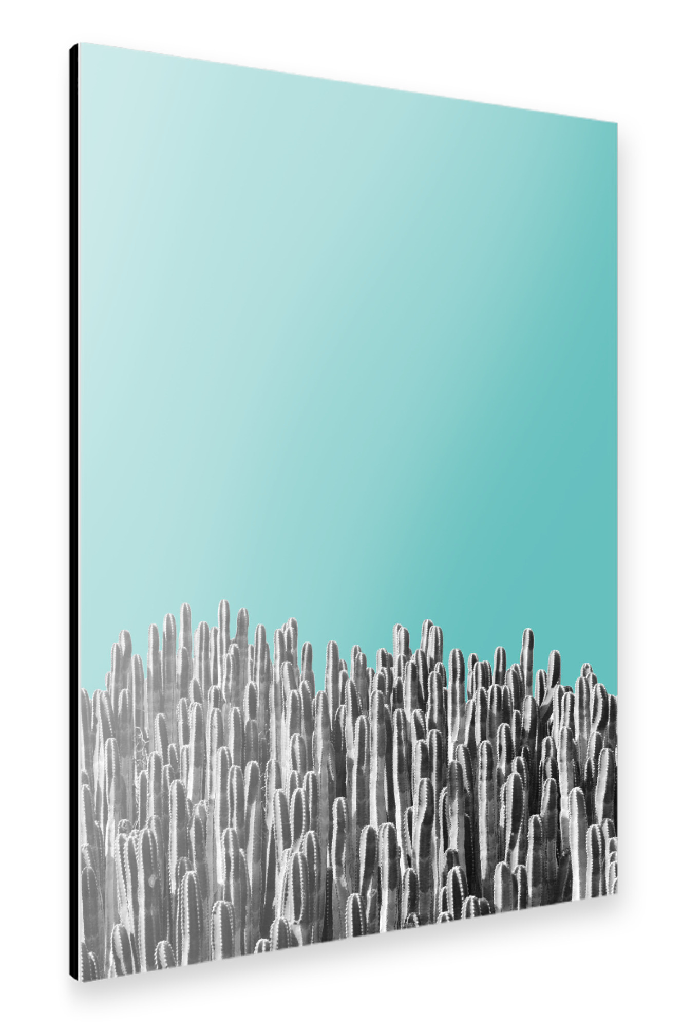 Alu-Dibond "Cacti 01" 75x50 cm artboxONE