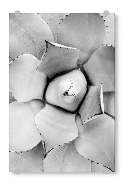 Acrylglasbild "Agave" artboxONE - Natur,Floral,Schwarzweiß