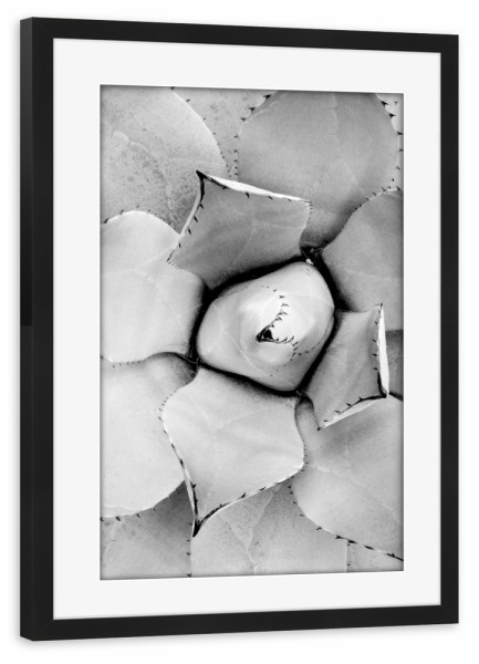 Poster mit Rahmen schwarz "Agave" artboxONE - Natur,Floral,Schwarzweiß