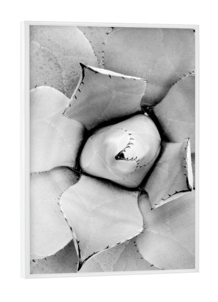 Poster mit weißem Rahmen "Agave" artboxONE - Natur,Floral,Schwarzweiß